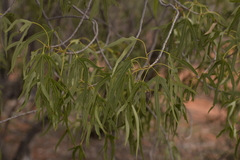 Brachychiton gregorii