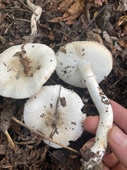 Leucoagaricus barssii