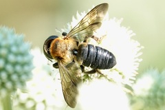 Megachile sculpturalis