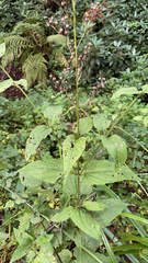 Scrophularia nodosa