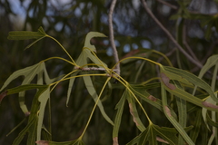 Brachychiton gregorii