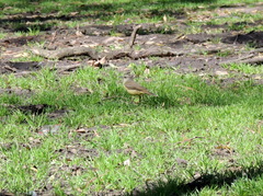 Machetornis rixosa