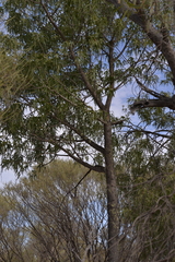 Brachychiton gregorii