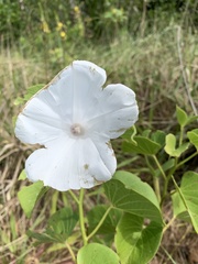 Ipomoea asarifolia