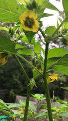 Physalis philadelphica