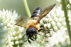 Megachile sculpturalis