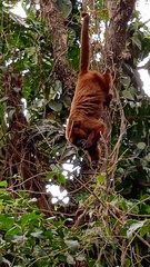 Alouatta guariba