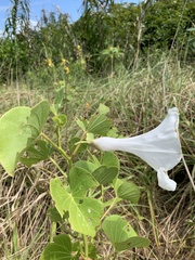 Ipomoea asarifolia