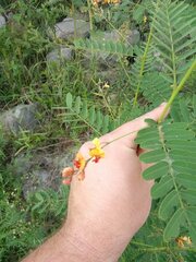 Sesbania vesicaria