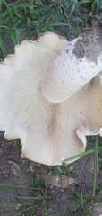 Macrocybe titans
