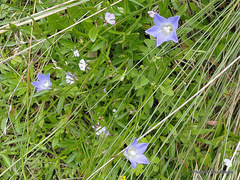Wahlenbergia violacea