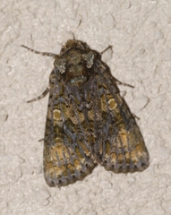 Craniophora ligustri