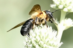 Megachile sculpturalis