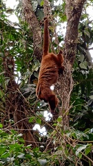 Alouatta guariba