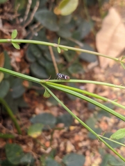 Macugonalia leucomelas