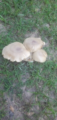 Macrocybe titans