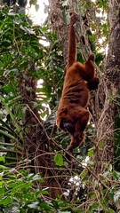 Alouatta guariba