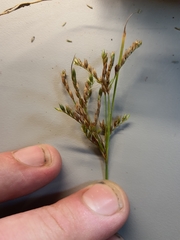 Juncus pelocarpus