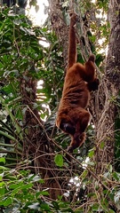 Alouatta guariba
