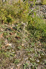 Echium vulgare