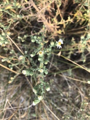 Symphyotrichum ericoides