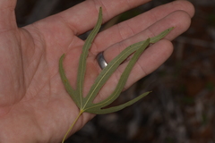 Brachychiton gregorii