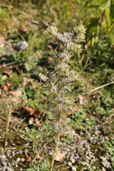 Echium vulgare