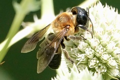 Megachile sculpturalis