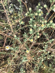 Symphyotrichum ericoides