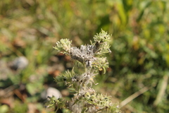 Echium vulgare