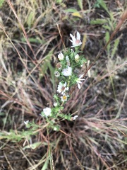 Symphyotrichum ericoides