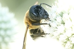 Megachile sculpturalis