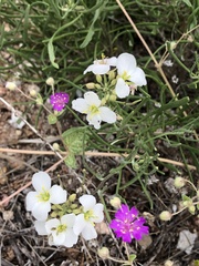 Nerisyrenia linearifolia