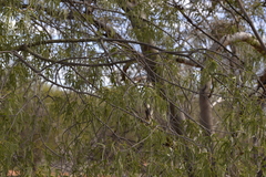 Brachychiton gregorii