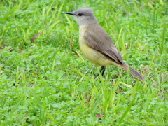 Machetornis rixosa
