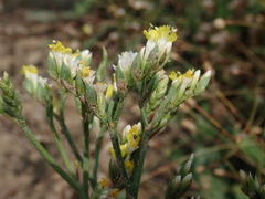 Limonium sinense