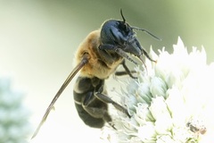 Megachile sculpturalis