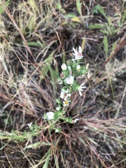 Symphyotrichum ericoides