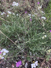 Nerisyrenia linearifolia