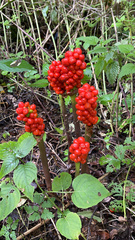 Arum maculatum