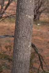 Brachychiton gregorii