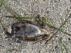 Cymbiola vespertilio