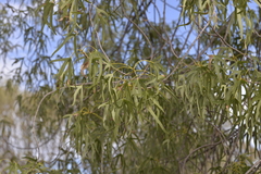 Brachychiton gregorii
