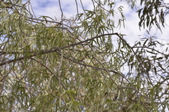 Brachychiton gregorii