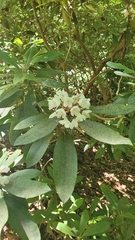 Rhododendron maximum