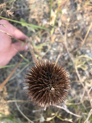 Echinacea