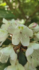Rhododendron maximum