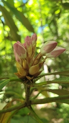 Rhododendron maximum