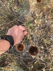 Echinacea