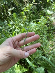 Digitaria ischaemum